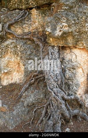 Racines de l'arbre dans la roche Banque D'Images