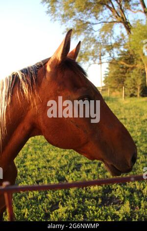 Horse Banque D'Images