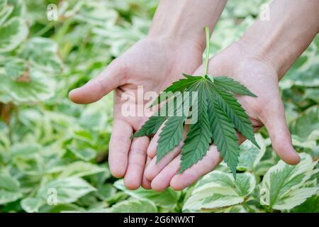 le cannabis laisse entre les mains. Mise au point sélective Banque D'Images