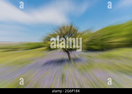 L'image a démontré les techniques photographiques de mouvement intentionnel de caméra ICM avec le flou de zoom d'un arbre de Hawthorn et les champs de Bluebells. Banque D'Images