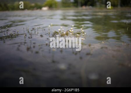 Watercowfood fleur où a sur l'endroit sur un lac plat en hongrie nea Siklós Banque D'Images