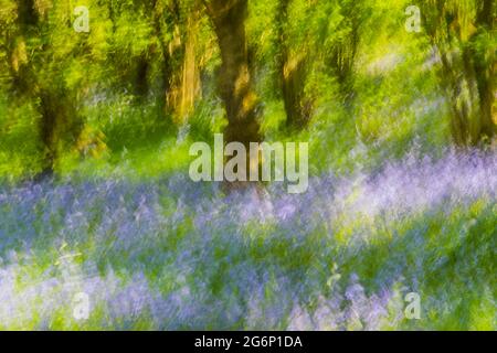 L'image a démontré les techniques photographiques de mouvement intentionnel de caméra ICM avec le flou de déplacement de mouvement des arbres Hazel et des champs de Bluebells. Banque D'Images