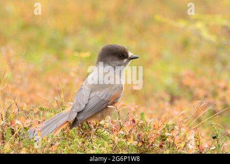 Oiseau eurasien coloré, geai sibérien, Perisoreus infaustus, sur fond de tourbières colorées pendant le feuillage d'automne à Kuusamo, dans le nord de la Finlande, en Europe Banque D'Images