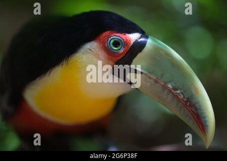 Gros plan portrait de Toucan (Ramphastos toco) oeil et visage Foz do Iguacu, Brésil. Banque D'Images