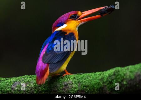 MUMBAI, INDE - JUILLET 7 : Kingfisher nain oriental perché sur une branche d'arbre avec un tut dans sa bouche pour nourrir les nouveau-nés près de Panvel le 7 juillet 2021 à Mumbai, Inde. Les OSPF sont les oiseaux les plus colorés de l'Inde et ils sont endémiques aux ghats occidentaux. Plus tôt, il fallait se rendre dans la région de Konkan pour voir ces beautés, mais maintenant ils survolent la région de Konkan viennent très près de Mumbai. Ils migrent du Sri Lanka pendant leur période de reproduction au mois de juin, au cours de laquelle ils visitent la région de Konkan, dans le sud-ouest de l'Inde. Aussi maintenant on peut les repérer pendant la période de reproduction près de Mumbai. Banque D'Images