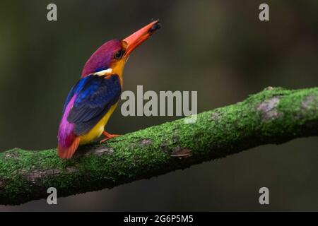 MUMBAI, INDE - JUILLET 7 : Kingfisher nain oriental perché sur une branche d'arbre avec un tut dans sa bouche pour nourrir les nouveau-nés près de Panvel le 7 juillet 2021 à Mumbai, Inde. Les OSPF sont les oiseaux les plus colorés de l'Inde et ils sont endémiques aux ghats occidentaux. Plus tôt, il fallait se rendre dans la région de Konkan pour voir ces beautés, mais maintenant ils survolent la région de Konkan viennent très près de Mumbai. Ils migrent du Sri Lanka pendant leur période de reproduction au mois de juin, au cours de laquelle ils visitent la région de Konkan, dans le sud-ouest de l'Inde. Aussi maintenant on peut les repérer pendant la période de reproduction près de Mumbai. Banque D'Images