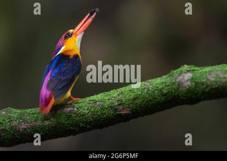 MUMBAI, INDE - JUILLET 7 : Kingfisher nain oriental perché sur une branche d'arbre avec un tut dans sa bouche pour nourrir les nouveau-nés près de Panvel le 7 juillet 2021 à Mumbai, Inde. Les OSPF sont les oiseaux les plus colorés de l'Inde et ils sont endémiques aux ghats occidentaux. Plus tôt, il fallait se rendre dans la région de Konkan pour voir ces beautés, mais maintenant ils survolent la région de Konkan viennent très près de Mumbai. Ils migrent du Sri Lanka pendant leur période de reproduction au mois de juin, au cours de laquelle ils visitent la région de Konkan, dans le sud-ouest de l'Inde. Aussi maintenant on peut les repérer pendant la période de reproduction près de Mumbai. Banque D'Images