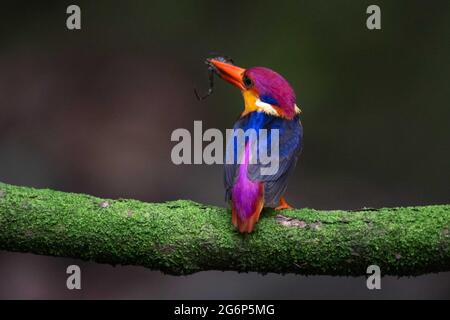 MUMBAI, INDE - JUILLET 7 : Kingfisher nain oriental perché sur une branche d'arbre avec un tut dans sa bouche pour nourrir les nouveau-nés près de Panvel le 7 juillet 2021 à Mumbai, Inde. Les OSPF sont les oiseaux les plus colorés de l'Inde et ils sont endémiques aux ghats occidentaux. Plus tôt, il fallait se rendre dans la région de Konkan pour voir ces beautés, mais maintenant ils survolent la région de Konkan viennent très près de Mumbai. Ils migrent du Sri Lanka pendant leur période de reproduction au mois de juin, au cours de laquelle ils visitent la région de Konkan, dans le sud-ouest de l'Inde. Aussi maintenant on peut les repérer pendant la période de reproduction près de Mumbai. Banque D'Images