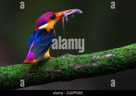 MUMBAI, INDE - JUILLET 7 : Kingfisher nain oriental perché sur une branche d'arbre avec un tut dans sa bouche pour nourrir les nouveau-nés près de Panvel le 7 juillet 2021 à Mumbai, Inde. Les OSPF sont les oiseaux les plus colorés de l'Inde et ils sont endémiques aux ghats occidentaux. Plus tôt, il fallait se rendre dans la région de Konkan pour voir ces beautés, mais maintenant ils survolent la région de Konkan viennent très près de Mumbai. Ils migrent du Sri Lanka pendant leur période de reproduction au mois de juin, au cours de laquelle ils visitent la région de Konkan, dans le sud-ouest de l'Inde. Aussi maintenant on peut les repérer pendant la période de reproduction près de Mumbai. Banque D'Images