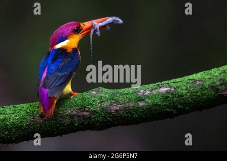 MUMBAI, INDE - JUILLET 7 : Kingfisher nain oriental perché sur une branche d'arbre avec un tut dans sa bouche pour nourrir les nouveau-nés près de Panvel le 7 juillet 2021 à Mumbai, Inde. Les OSPF sont les oiseaux les plus colorés de l'Inde et ils sont endémiques aux ghats occidentaux. Plus tôt, il fallait se rendre dans la région de Konkan pour voir ces beautés, mais maintenant ils survolent la région de Konkan viennent très près de Mumbai. Ils migrent du Sri Lanka pendant leur période de reproduction au mois de juin, au cours de laquelle ils visitent la région de Konkan, dans le sud-ouest de l'Inde. Aussi maintenant on peut les repérer pendant la période de reproduction près de Mumbai. Banque D'Images