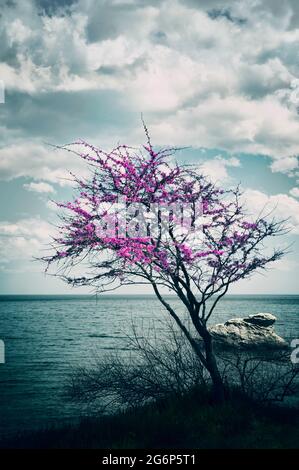 Arbre judas en fleurs (Cerdis siliquastrum) au bord de la mer Banque D'Images