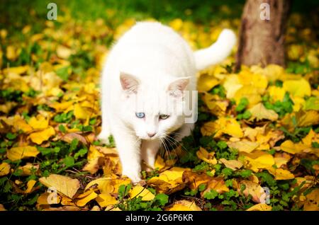 Vue de face d'un chat blanc marchant à l'extérieur dans le feuillage d'automne Banque D'Images