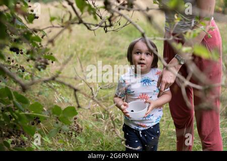 Un enfant cueillant des mûres avec sa mère Banque D'Images