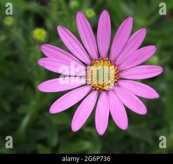 Gros plan d'une seule Osteospermum fleurit dans un jardin anglais en juillet. Banque D'Images