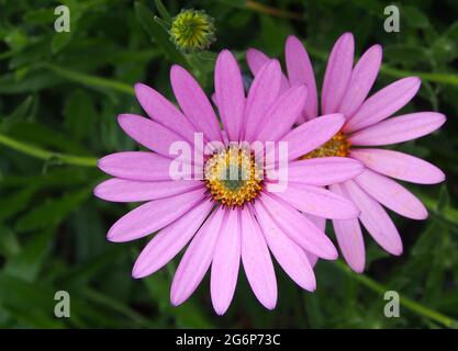 Gros plan d'une floraison de deux Osteospermum dans un jardin anglais en juillet. Banque D'Images