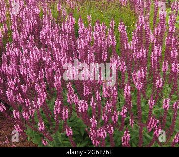 Une souche de Salvia Nemorosa Var. Sensation Rose (sauge des bois) floraison en juillet. Banque D'Images