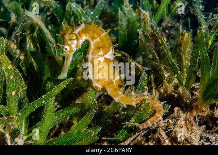 Mer ​​Horse hippocampe dans la mer Rouge et de belles couleurs, Eilat, Israël Banque D'Images