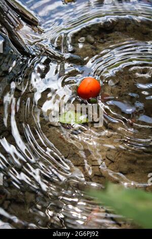 le fruit de la jungle rouge est tombé sur l'eau Banque D'Images