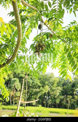 spondias mombin fruit sur branche d'arbre, nouvelle image Banque D'Images