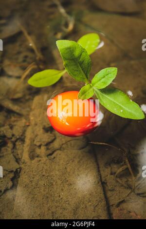 le fruit de la jungle rouge est tombé sur l'eau Banque D'Images