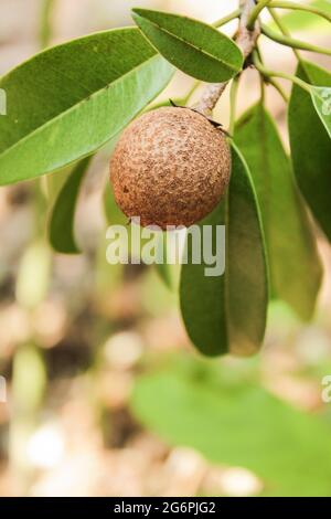 Fruit de Sapodilla sur branche d'arbre, image de stock de fruits de la sapona Banque D'Images