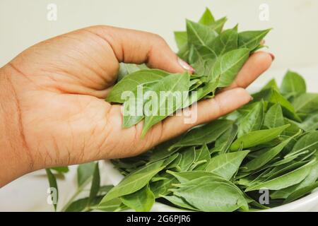 Feuilles de henné ou feuilles de lawsonia isolées, nouvelles feuilles de henné image de stock Banque D'Images