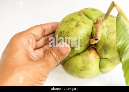 Une main touchant un fruit dillenia indica sur fond blanc isolé Banque D'Images