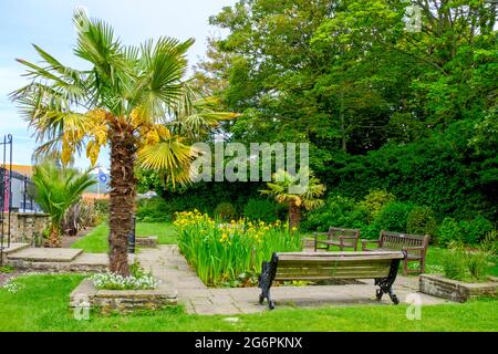 Palmier architectural dans les jardins de Bayle, Folkestone, Kent, Royaume-Uni Banque D'Images