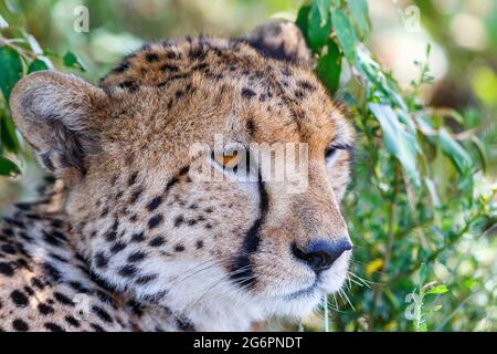 Cheetah portrait à l'ombre sous un Bush Banque D'Images