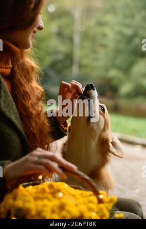 Lviv, Ukraine, 21 octobre 2020 : séance photo d'automne au parc Stryj à Lviv, une fille avec un panier de chrysanthèmes jaunes et un chien corgi. Nouveau Banque D'Images