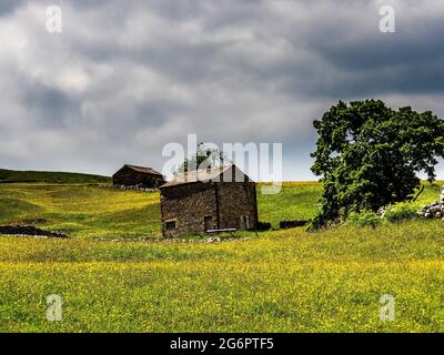 Buttercups dans un pré avec des granges et des murs en pierre sèche et ciel nuageux. Un jour de Summers. Yockenthwaite. Parc national de Yorkshire Dales.