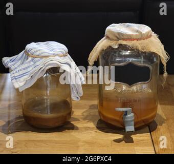 Produit de fermentation à gauche et kombucha prêt à l'emploi à gauche. Banque D'Images