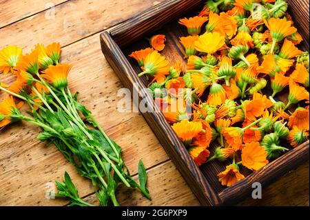 Fleurs de calendula fraîches dans la médecine de fines herbes.Marigold, herbes de guérison sur fond de bois rustique Banque D'Images