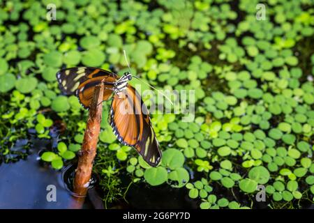 Gros plan de la palangre d'or (Heliconius Hecale) papillon assis sur une branche au-dessus d'un lac. Banque D'Images