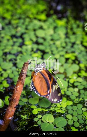 Gros plan de la palangre d'or (Heliconius Hecale) papillon assis sur une branche au-dessus d'un lac. Banque D'Images