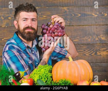 Récolte biologique de légumes. Fermier fier de la récolte des légumes et des raisins. Concept d'agriculture et de récolte. L'homme barbu tient le fond en bois de raisin Banque D'Images