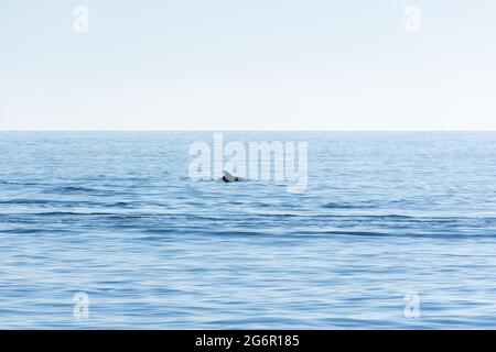 Un dauphin saute sur la surface de la mer bleue. Paysage marin minimaliste sur le dos d'un dauphin à l'horizon. Animaux sauvages. Petits dauphins Banque D'Images