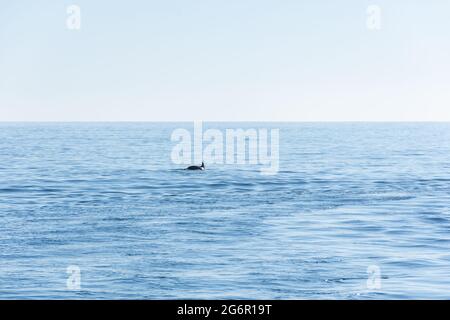 Un dauphin saute sur la surface de la mer bleue. Paysage marin minimaliste sur le dos d'un dauphin à l'horizon. Animaux sauvages. Petits dauphins Banque D'Images