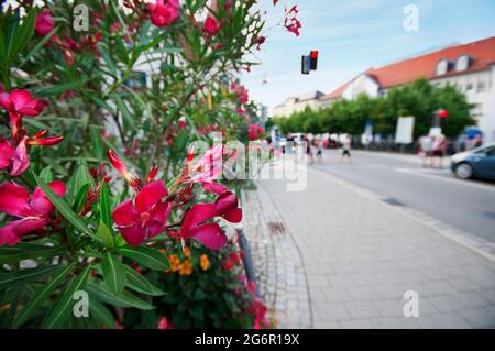 Gros plan d'un buisson à fleurs (lat: NERIUM oléander) sur une rue urbaine animée avec passage pour piétons et feu de circulation en Bavière. Banque D'Images