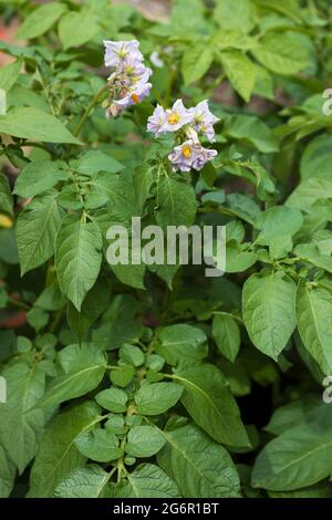 Plants de pommes de terre cultivés à la maison avec fleurs, Berkshire, Angleterre, Royaume-Uni Banque D'Images