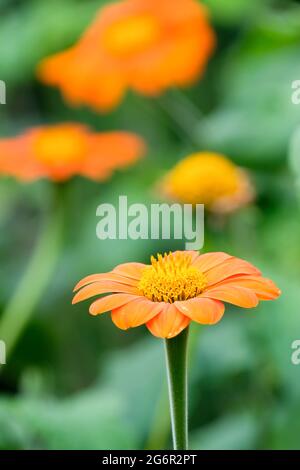 Tithonia rotundifolia 'Goldfinger', tournesol mexicain 'Goldfinger' Banque D'Images