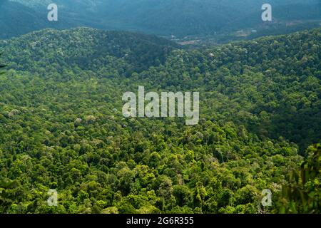 Vue aérienne de dessus arbre forestier, écosystème de la forêt tropicale et environnement sain concept et fond, texture de vert arbre vue de la forêt d'en haut. Banque D'Images