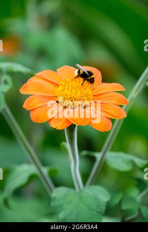 Tithonia rotundifolia 'Goldfinger', tournesol mexicain 'Goldfinger' Banque D'Images