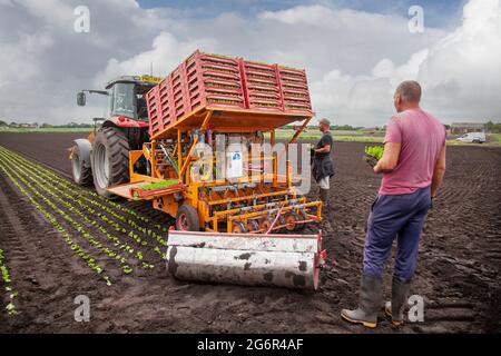 Tarleton, Lancashire. Météo Royaume-Uni. 8 juillet 2020. Belle journée sèche avec une légère pluie attendue pour les agriculteurs plantant de la petite laitue Gem à l'aide d'un semoir automatique Garo à six rangs. 150,000 les plantules de laitue sont plantées quotidiennement pour les commandes de supermarché prises en janvier et coupées quand demandé. La pandémie de Covid en Europe et le Brexit ont fait que les agriculteurs avaient dû recruter des travailleurs sur le terrain d'Europe de l'est plutôt que de l'UE en raison de la réglementation des mouvements de travailleurs migrants. Crédit : MediaWorldImages/AlamyLiveNews Banque D'Images