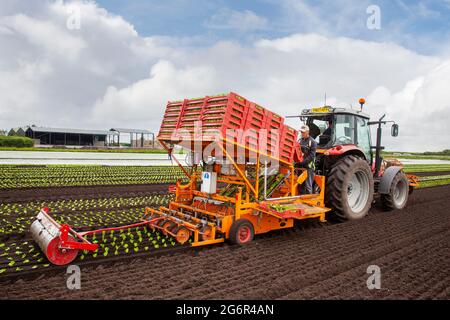 Tarleton, Lancashire. Météo Royaume-Uni. 8 juillet 2020. Belle journée sèche avec une légère pluie attendue pour les agriculteurs plantant de la petite laitue Gem à l'aide d'un semoir automatique Garo à six rangs. 150,000 les plantules de laitue sont plantées quotidiennement pour les commandes de supermarché prises en janvier et coupées quand demandé. La pandémie de Covid en Europe et le Brexit ont fait que les agriculteurs avaient dû recruter des travailleurs sur le terrain d'Europe de l'est plutôt que de l'UE en raison de la réglementation des mouvements de travailleurs migrants. Crédit : MediaWorldImages/AlamyLiveNews Banque D'Images