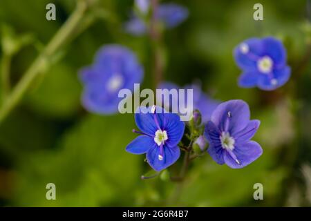 Veronica agrestis fleurit dans le jardin Banque D'Images