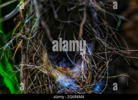 Les oiseaux de tanger rouges nichent sur l'arbre dans la forêt avec un nouveau-né. Banque D'Images