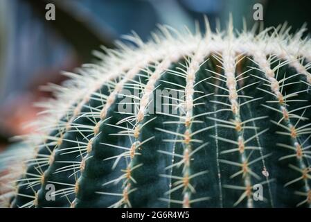 Den Helder, pays-Bas. Juin 2021. Gros plan des épines de divers cactus dans un jardin botanique. Photo de haute qualité. Gros plan. Banque D'Images