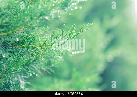 Feuilles vertes fraîches de Savin Juniper avec goutte d'eau sur les feuilles et lumière de bokeh. Banque D'Images