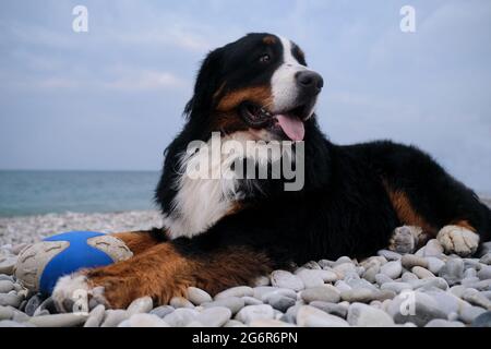 Le charmant chien de montagne bernois passe ses vacances par la mer et aime la vie. Le chien se trouve sur la plage et garde sa balle bleue avec la languette qui dépasse. Portrai Banque D'Images